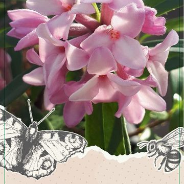 Daphne x transatlantica PINK FRAGRANCE
