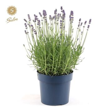 Lavandula angustifolia 'Felice Premium Provence'