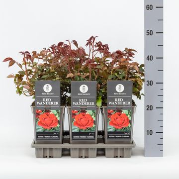 Rosa RED WANDERER