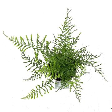 Dryopteris filix-mas 'Linearis Polydactyla'