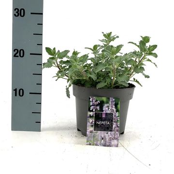 Nepeta 'Six Hills Giant'