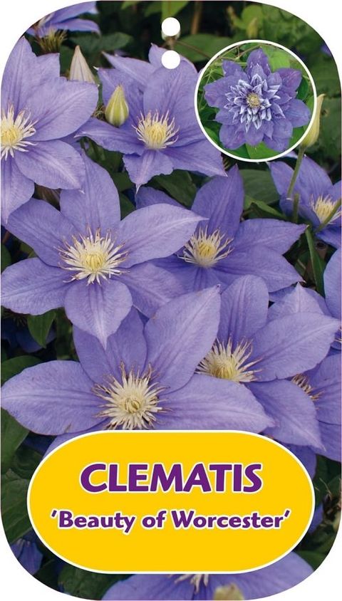 Clematis 'Beauty of Worcester' (LL)