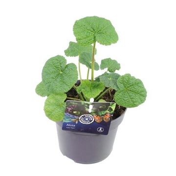 Alcea rosea CHATER'S DOUBLE MIX — Plant Wholesale FlorAccess