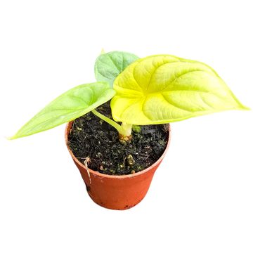 Alocasia 'Golden Dragon'