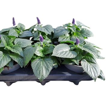 Salvia MYSTY