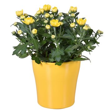 Chrysanthemum MIX