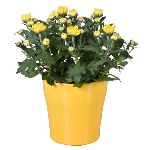 Chrysanthemum MIX