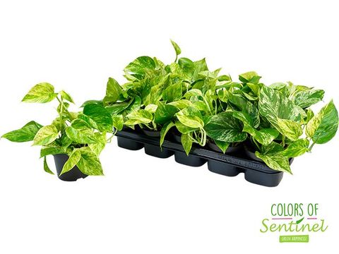 Epipremnum pinnatum 'Marble Queen'