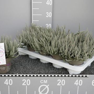 Calluna vulgaris GARDEN GIRLS FLUFFY