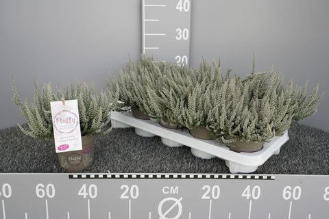 Calluna vulgaris GARDEN GIRLS FLUFFY