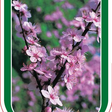 Prunus spinosa 'Purpurea'