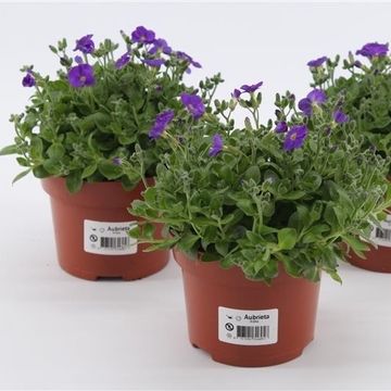 Aubrieta gracilis 'Kitte'