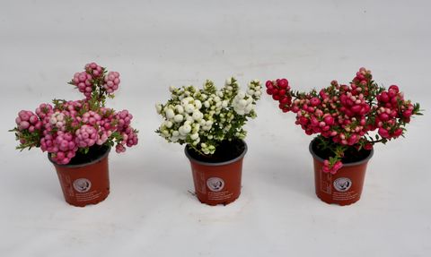 Gaultheria mucronata MIX