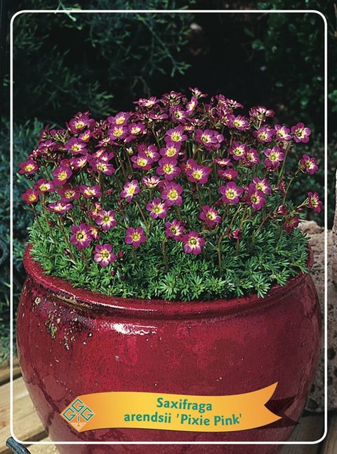 Saxifraga 'Pixie Pink'