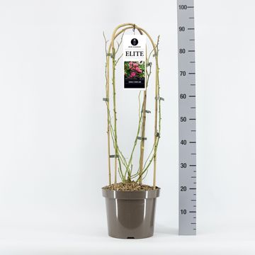 Rosa ELITE