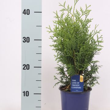 Thuja occidentalis 'Holmstrup'