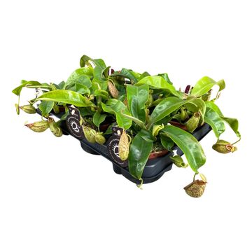 Nepenthes hookeriana