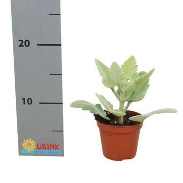 Kalanchoe beharensis 'Oak Leaf'