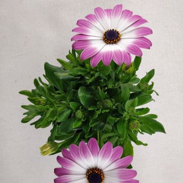 Osteospermum MARGARITA PINK FLARE