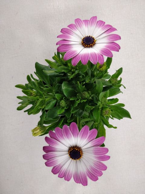 Osteospermum MARGARITA PINK FLARE