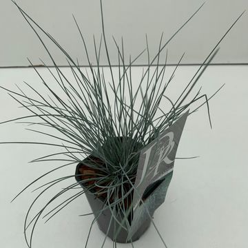 Festuca glauca 'Elijah Blue'