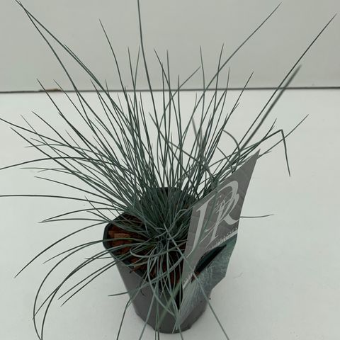 Festuca glauca 'Elijah Blue'