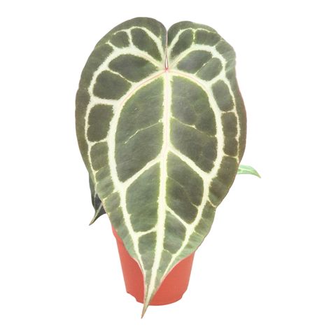 Anthurium Michelle® '1' X Michelle® '11'