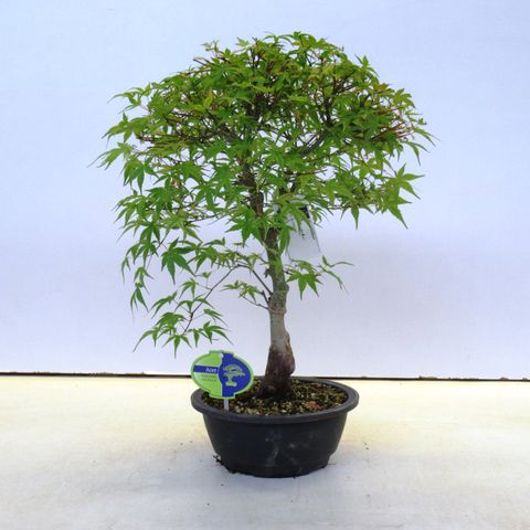 Acer palmatum 'Beni-chidori'