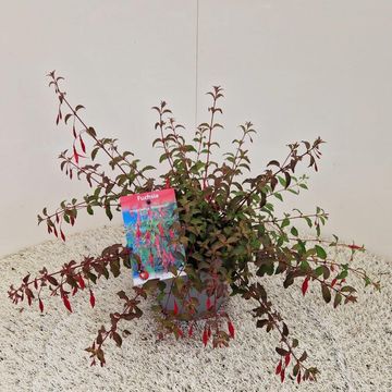 Fuchsia 'Riccartonii'
