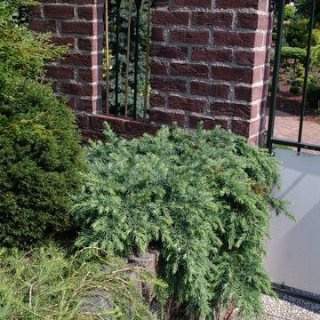 Cedrus deodara 'Feelin' Blue'