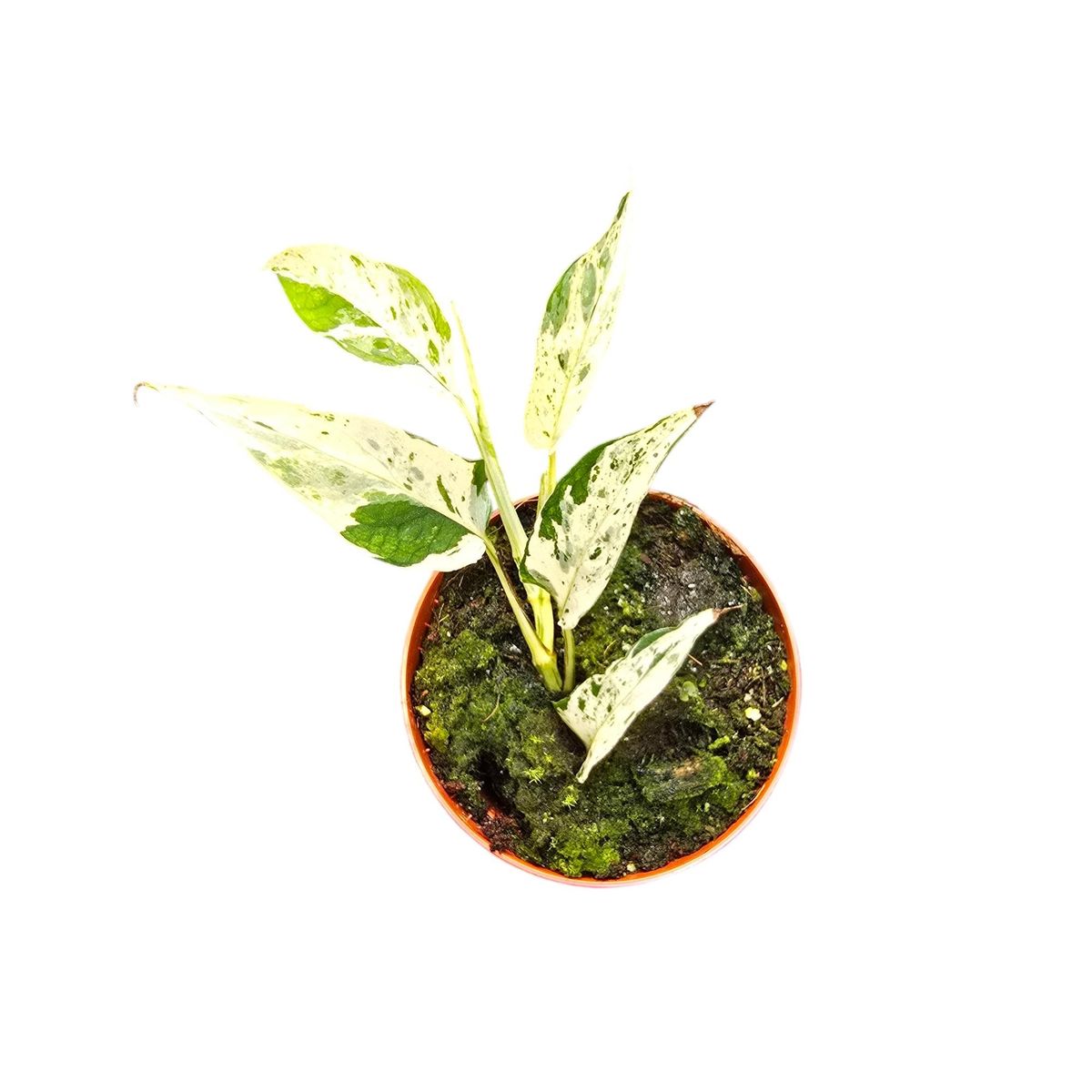 Epipremnum pinnatum 'Cebu Blue Variegata'  Pflanzengrohandel FlorAccess