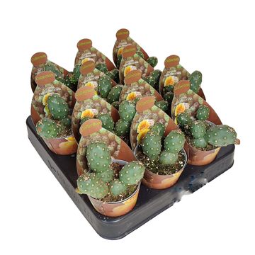 Opuntia fragilis denudata