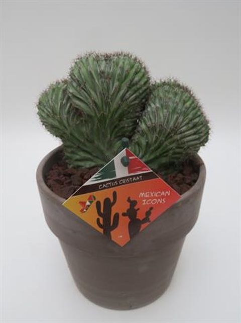 Polaskia chichipe 'Silver Cristata'