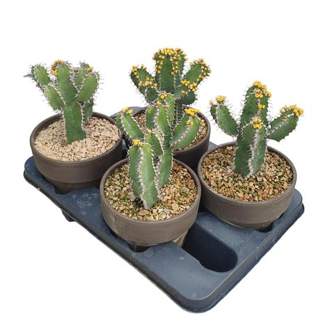 Euphorbia polyacantha