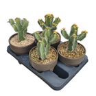 Euphorbia polyacantha