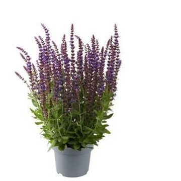 Salvia nemorosa SENSATION COMPACT MIX