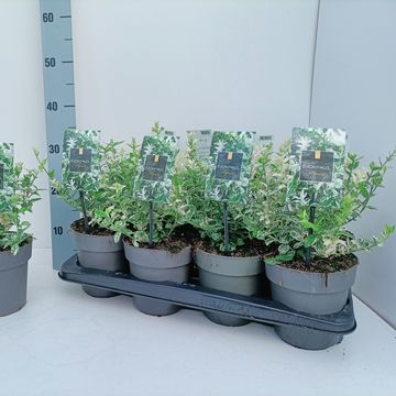 Euonymus fortunei 'Harlequin'