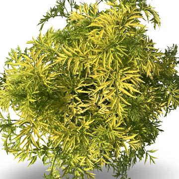 Sambucus nigra GOLDEN TOWER