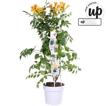 Campsis x tagliabuana SUMMER JAZZ GOLD