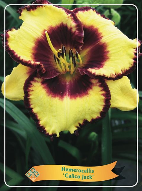 Hemerocallis 'Calico Jack'