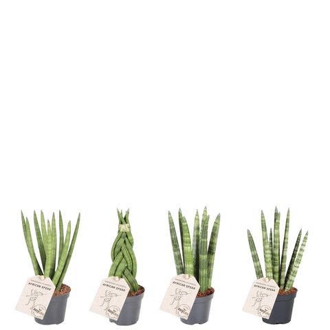 Sansevieria cylindrica MIX
