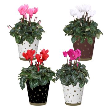 Cyclamen persicum SUPER SERIE S ALLURE MIX