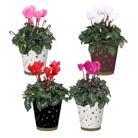 Cyclamen persicum SUPER SERIE S ALLURE MIX