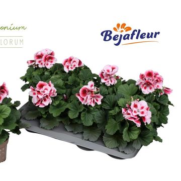 Pelargonium ELEGANCE TONY