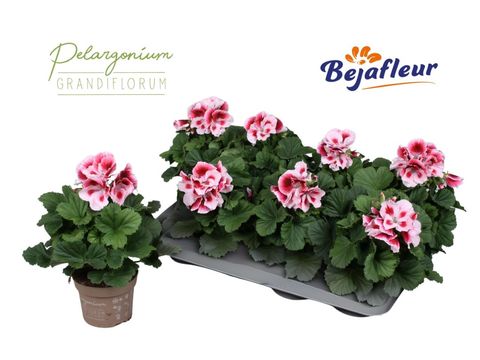 Pelargonium ELEGANCE TONY