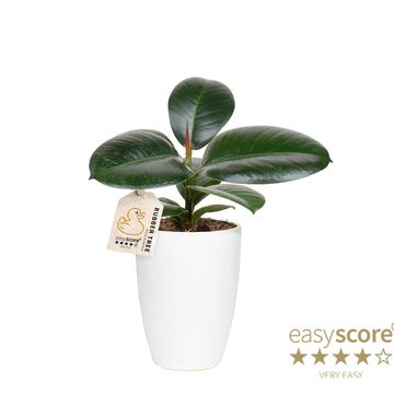 Ficus elastica 'Sofia'