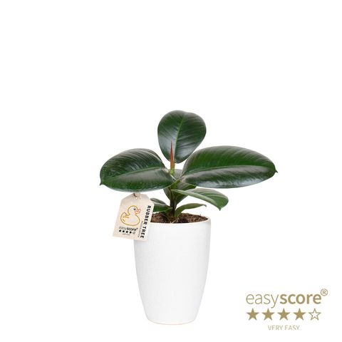 Ficus elastica 'Sofia'