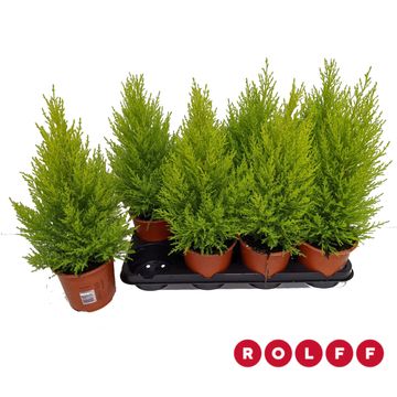 Cupressus macrocarpa 'Goldcrest Wilma'