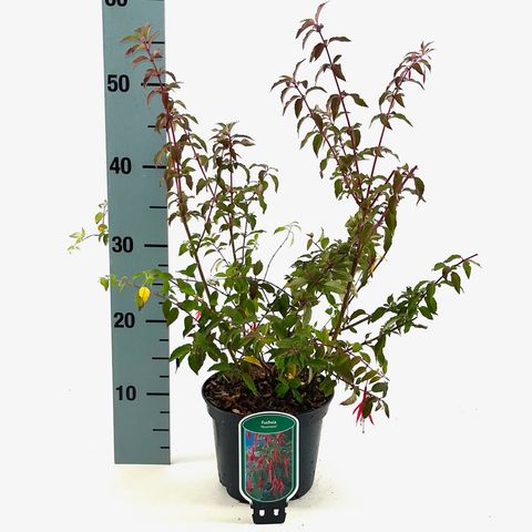 Fuchsia 'Riccartonii'