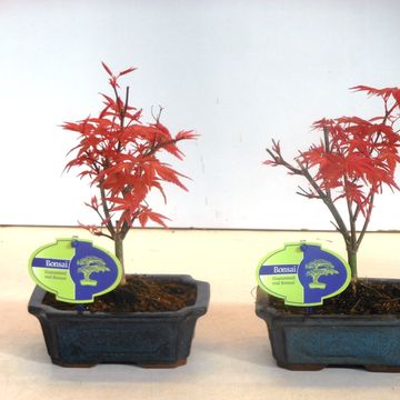 Acer palmatum 'Beni-maiko'